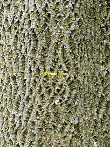 Photo 6"x4" Ash tree bole, Swindale Beck Helbeck c2011