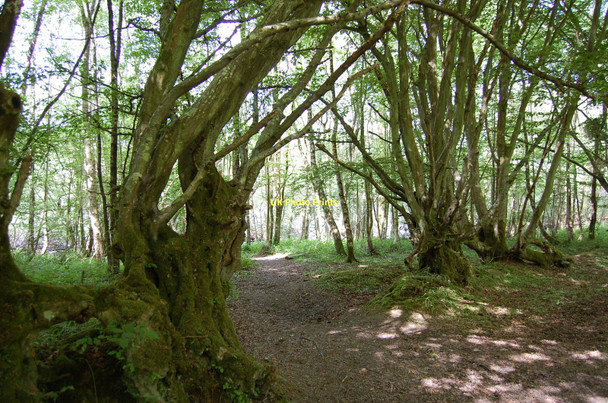 Photo 6"x4" Gnarled Trees in Darwell Wood Hollingrove c2011
