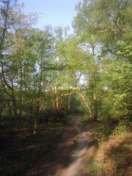 Photo 6"x4" In Petts Wood Poverest c2011