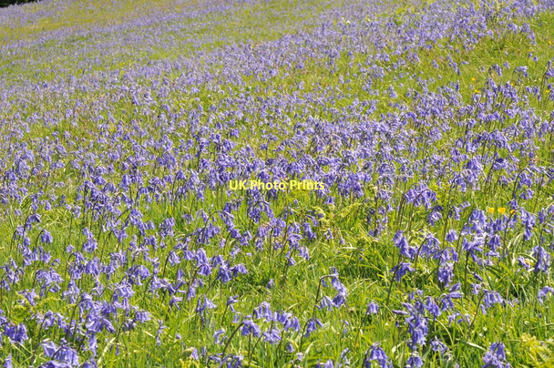Photo 6"x4" Bluebells on May Hill Dursley Cross c2011