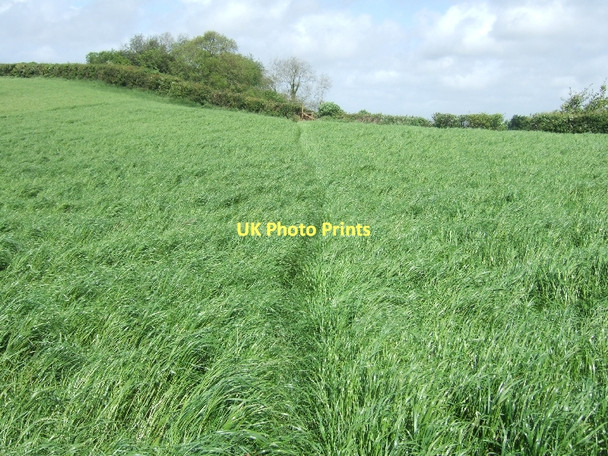 Photo 6"x4" Footpath across grassland near Waxway Coombe\/SY1091 c2011