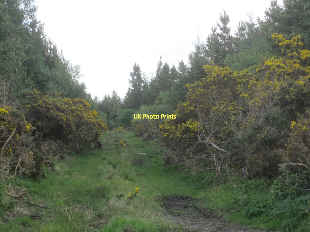 Photo 6"x4" Woodland track near Tully (in the rain!) Louisburgh c2011