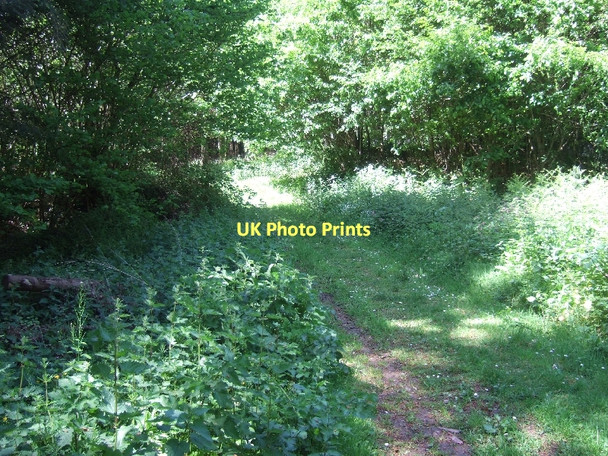 Photo 6"x4" East Devon Way entering Harpford Wood Bowd\/SY1090 c2011
