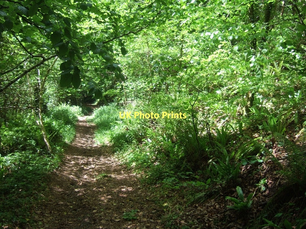 Photo 6"x4" East Devon Way in Harpford Wood Bowd\/SY1090 c2011