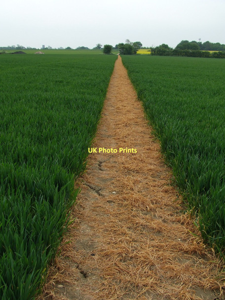 Photo 6"x4" Brown And Green Alpheton c2011