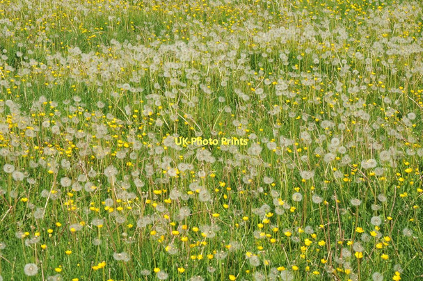 Photo 6"x4" Dandelions and buttercups Salford Priors c2011