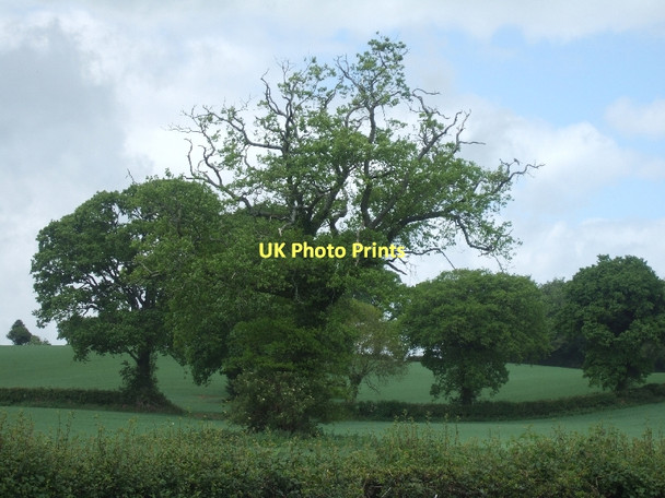 Photo 6"x4" Trees and fields west of B3178 north of Colaton Raleigh Burrow\/SY0789 c2011