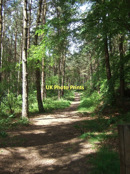 Photo 6"x4" Path into Kettle Plantation Yettington c2011