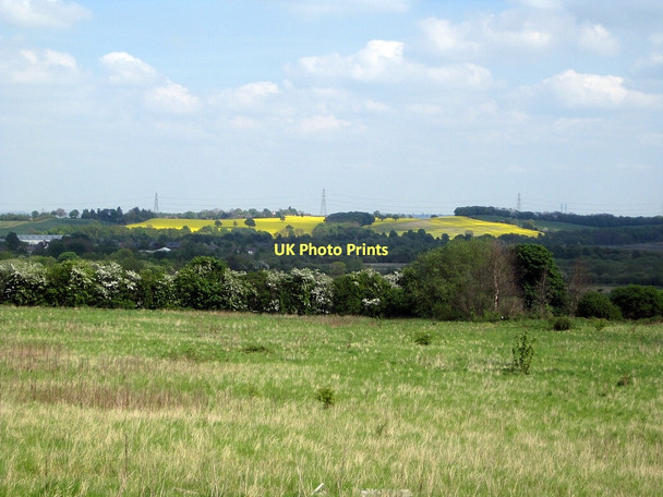 Photo 6"x4" Rapeseed in flower Normanton\/SE3822 c2011