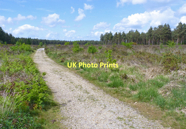 Photo 6"x4" Footpath at Hurn Forest Merritown c2011