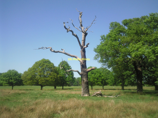 Photo 6"x4" Dead tree in Richmond Park Kingston Vale c2011