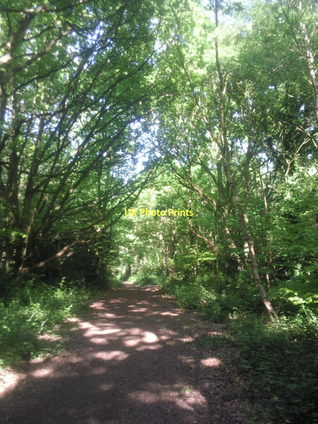 Photo 6"x4" Woodland path on Putney Heath Putney c2011