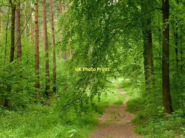 Photo 6"x4" Whitwell Wood in May Bakestone Moor c2011