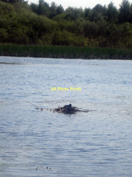 Photo 6"x4" Coots nest, Stanley Ferry Flash Wakefield\/SE3320 c2011