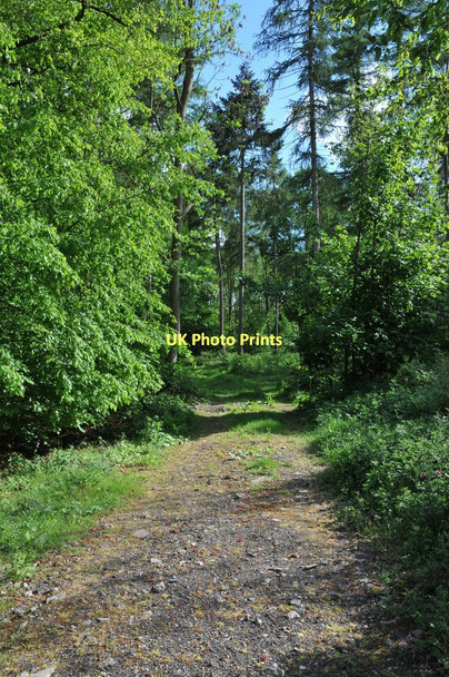 Photo 6"x4" Ennister Wood Wixford c2011
