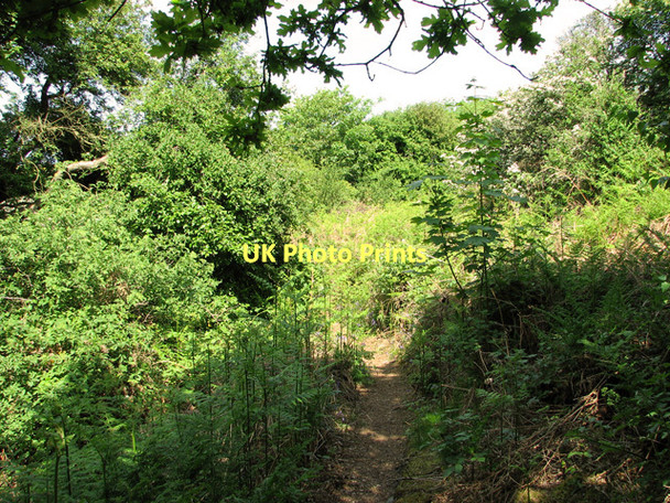 Photo 6"x4" Narrow path on Muckleburgh Hill Kelling c2011