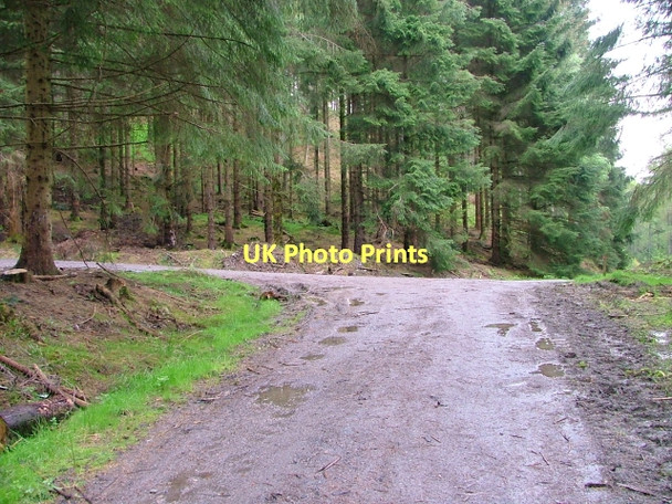 Photo 6"x4" Forest Road Junction Shannochill c2011