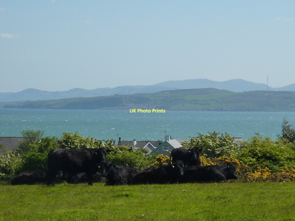 Photo 6"x4" Cattle at Moelfre Moelfre\/SH5186 c2011
