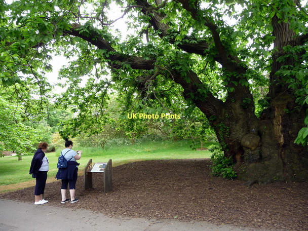 Photo 6"x4" Sweet Chestnut Tree, Kew Gardens Brentford c2011 P1