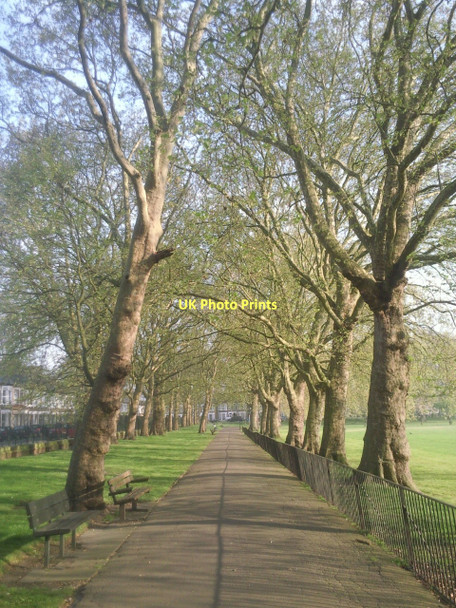 Photo 6"x4" Avenue of plane trees in Deptford Park Deptford\/TQ3677 c2011