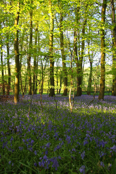 Photo 6"x4" Bluebell carpeted woodland at Turville Turville c2011