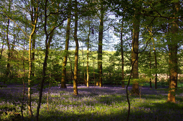 Photo 6"x4" Woodland by Holloway Lane Turville c2011