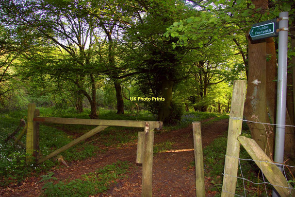Photo 6"x4" Footpath through the woodland Northend\/SU7392 c2011