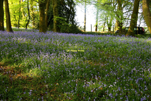 Photo 6"x4" Bluebells in the wood Northend\/SU7392 c2011