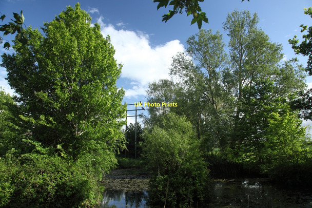 Photo 6"x4" Trees around pond Hilperton c2011