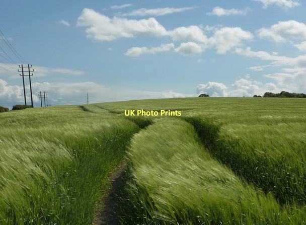 Photo 6"x4" Field of barley on a breezy afternoon Bolsover c2011