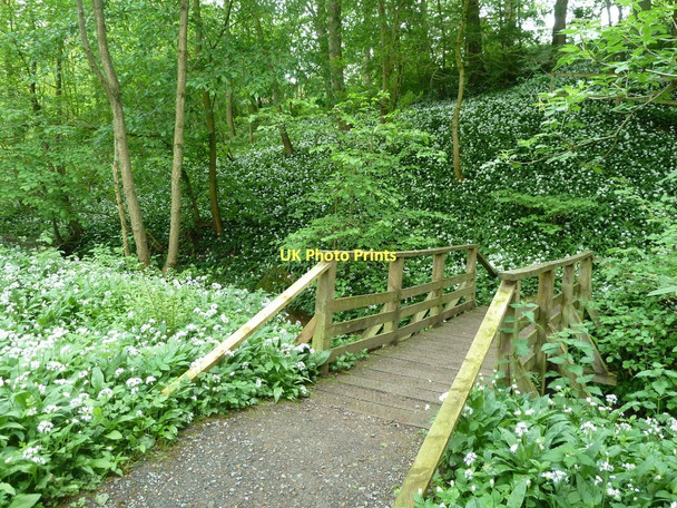 Photo 6"x4" Footbridge in Acorn Bank Garden Newbiggin\/NY6228 c2011