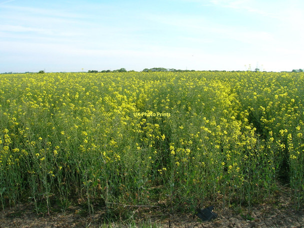 Photo 6"x4" Farmland near Weeton Weeton\/TA3520 c2011
