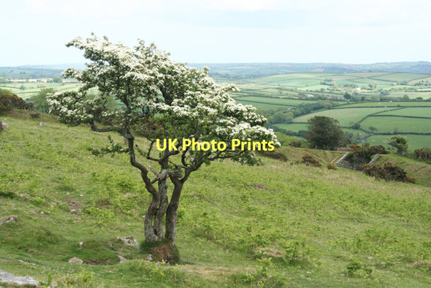 Photo 6"x4" Ugborough: may tree Ivybridge\/SX6356 c2011