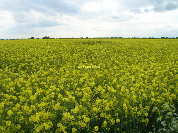 Photo 6"x4" Farmland near Patrington Haven Patrington Haven c2011