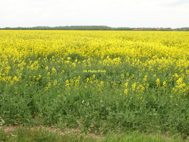 Photo 6"x4" Farmland near Channel Farm Patrington Haven c2011