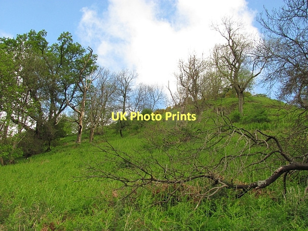 Photo 6"x4" Woodland on Myreton Hill Alva c2011