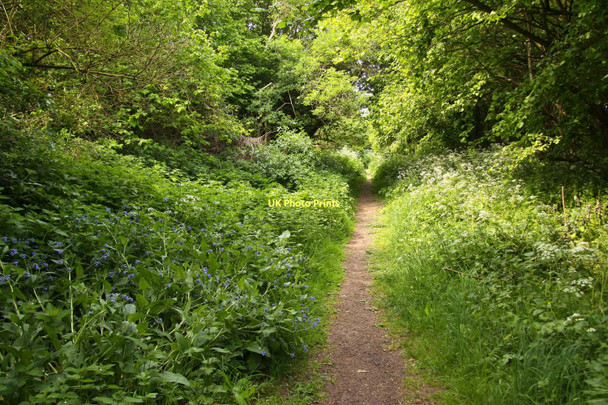 Photo 6"x4" Bridleway to Forest Hill Forest Hill\/SP5807 c2011