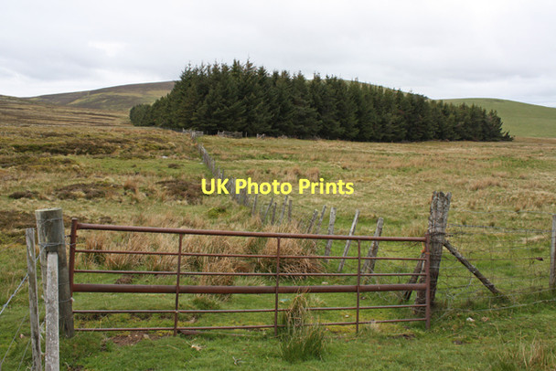 Photo 6"x4" Plantation near Scalan Chapletown c2011