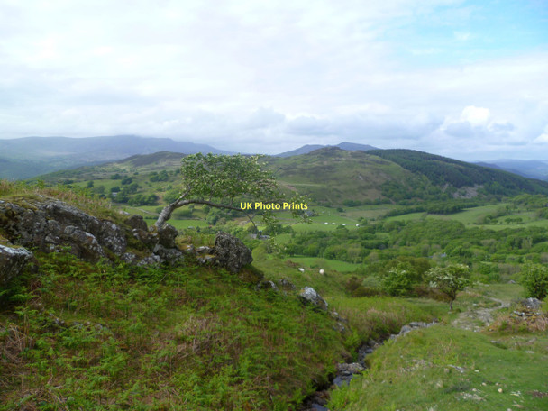 Photo 6"x4" Flying Rowan Penmaenpool c2011