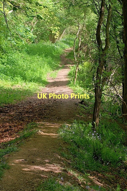 Photo 6"x4" Path down Silpho Brow Silpho c2011