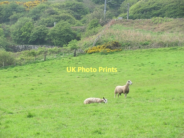 Photo 6"x4" Sheep, Burnmouth Ross\/NT9660 c2011
