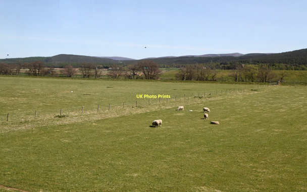 Photo 6"x4" Sheep Grazing Beside The Spey Dulnain Bridge c2011
