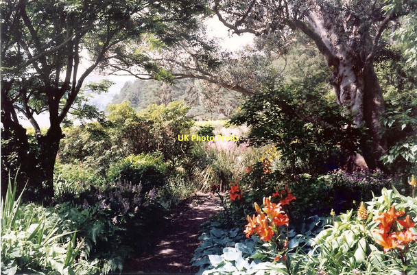 Photo 6"x4" Lilies in Inverewe Garden Londubh c2004