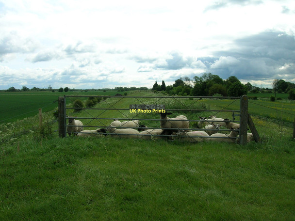 Photo 6"x4" Sheep on embankment, Dawker Hill Dawker Hill c2011