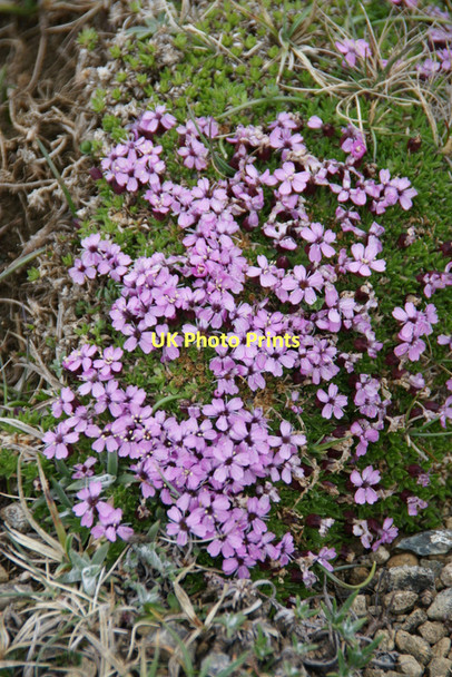 Photo 6"x4" Moss Campion (Silene acaulis), Keen of Hamar NNR Baltasound c2011