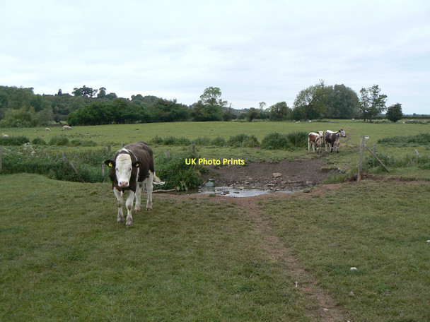 Photo 6"x4" Cattle near Hampton Lucy Charlecote c2011