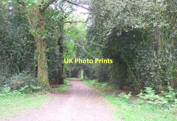 Photo 6"x4" Footpath in Norley Inclosure Norleywood c2011