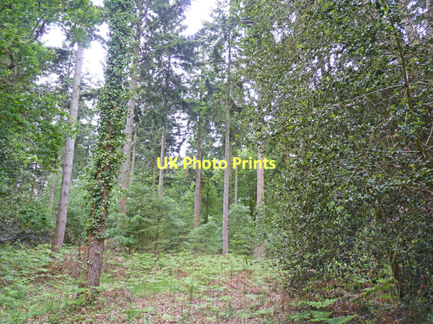 Photo 6"x4" Tall Trees in Norley Inclosure Norleywood c2011