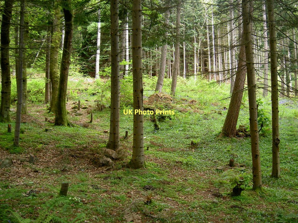 Photo 6"x4" Derry Wood Loch Earnside St Fillans c2011