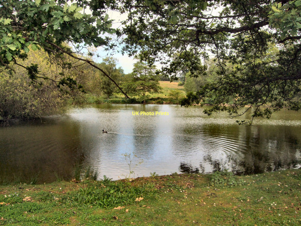 Photo 6"x4" The Lake - Loseley Park Guildford c2011